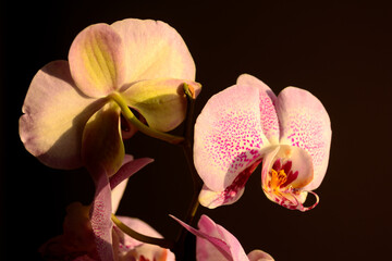 pink orchid