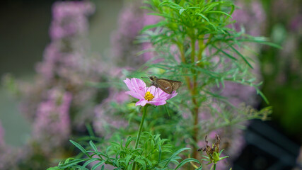 Butterfly delicately sipping nectar from vibrant pink cosmos flowers in a garden. © shufilm