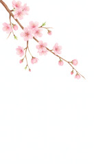 Spring cherry blossom branch illustration in a watercolor style. Japanese sakura flowers isolated on a white background with copy space for text