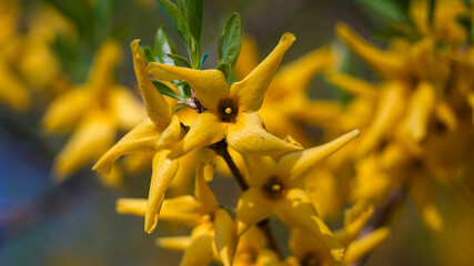 Macro photo of yellow forsythia flowers