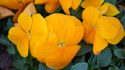 Macro photo of yellow pansy flower