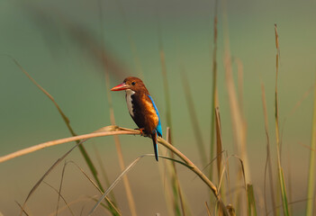 King fisher sitting on the branch at morning