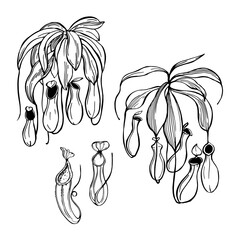 Hand-drawn  Nepenthes, is a type of insectivorous plant. Vector sketch illustration.
