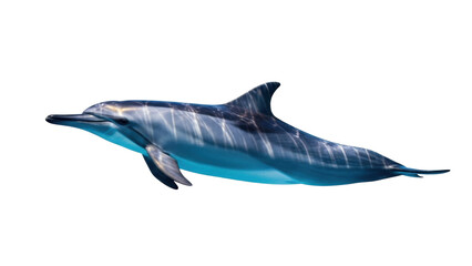 Obraz premium Isolated blue dolphin swimming underwater looking ahead, marine animal, wildlife species