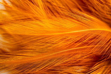 Macro brown feather texture,orange feather pigeon macro photo. texture or background,macro photo of brown hen feathers. background or textura