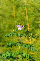 緑の背景に高く咲くピンクの皇帝ダリアの花