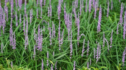 Liriope flowers blooming in the garden
