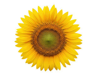 Obraz premium Isolated Sunflower Blossom Opens Its Petals in Vivid Yellow Radiance Close-up Floral