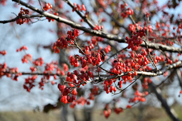 Red fruits of cornus officinalis, Beginning ripe Japanese cornelian cherry, on the branch