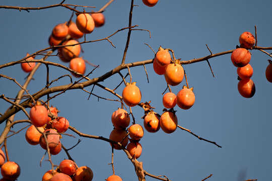 Ripe persimmon fruit, on the branch