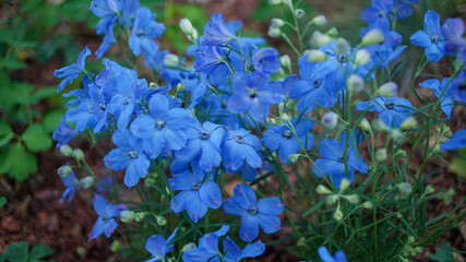 Blue Siberian larkspur Flowers in the Garden