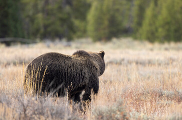 Grizzly Bear in a Meadow in Grand Teton National Park Wyoming in Autumn