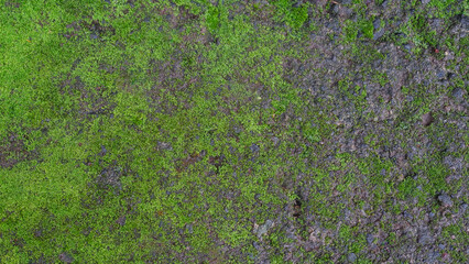 Close-up of a weathered stone or concrete surface with patches of green moss growing on it.