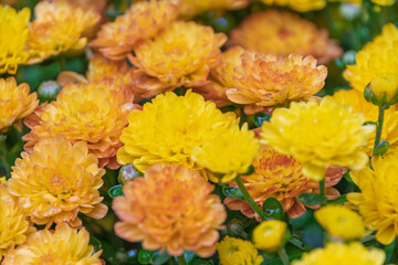 雨上がりの雫がついた鮮やかなオレンジ色の小菊