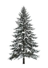 Fototapeta premium majestic, snow-covered scots pine tree, sharp focus on crystalline detail, isolated against a seamless high-key white background in portrait orientation. concept of pristine winter elegance