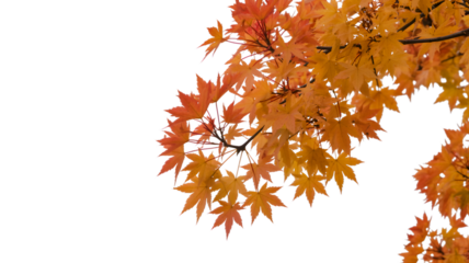 Vibrant autumn maple leaves isolated on transparent background