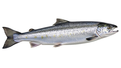 Isolated Atlantic salmon, a predatory fish in the Salmonidae family, side-view shot
