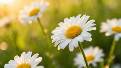 Obraz premium Oxeye daisy flowers stand tall in a meadow field bathed in bright morning sunlight with a dreamy bokeh background.