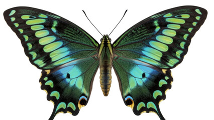 Isolated vibrant colorful butterfly with open wings ready to fly in the spring or summer