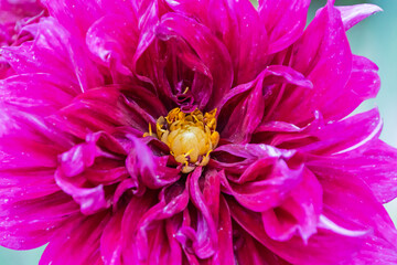 鮮やかな赤紫色のダリアの花のクローズアップ