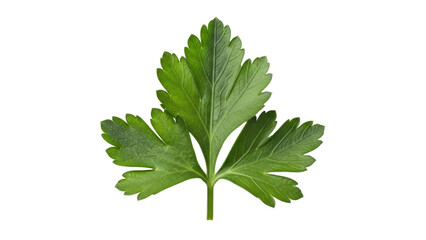 Isolated fresh green parsley leaf for cooking, garnishing, or herb ingredient use