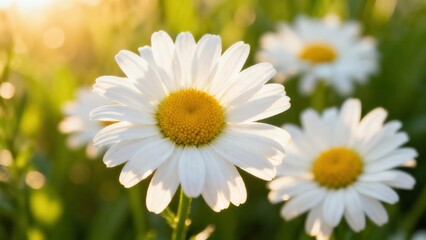Fototapeta premium Multiple white daisy flowers featuring vibrant yellow centers captured closely in a bright green field during beautiful golden hour sunset light.