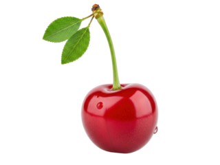 Isolated shiny ripe cherry with green stem and leaves, healthy ingredient, fresh fruit