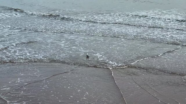 Waves on a beach washing up ashore with light reflecting and gull bird looking for food UK 4K