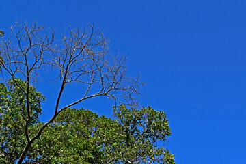 Tree with dry branches in front of a tree with green leaves, Rio de Janeiro, Brazil