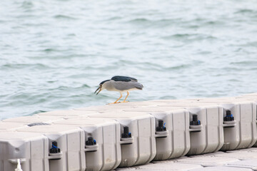 Black-Crowned Night Heron Perched on Floating Dock by the Water