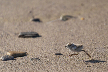 White-fronted plover (Anarhynchus marginatus) running among beach pebbles, Hermanus, Whale Coast, Overberg, Western Cape, South Africa. A coastal shorebird, in its natural habitat.