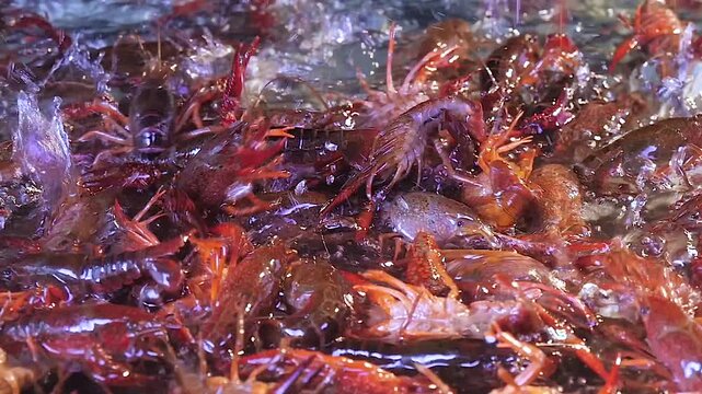 Fresh Crayfish Splashing in Water for Fishing and Seafood Industry