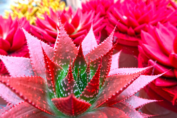 A vibrant red succulent plant with pointed leaves and textured surface, contrasted against a backdrop of other red plants in the garden.