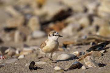 A male white-fronted plover (Anarhynchus marginatus) perfectly camouflaged among beach pebbles, Hermanus, Whale Coast, Overberg, Western Cape, South Africa. A coastal shorebird, in its natural habitat