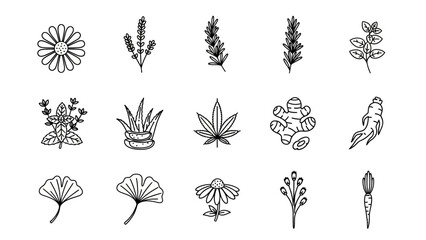 Collection of simple black and white line drawings of various plants and herbs including flowers