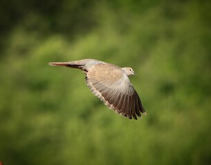 dove in flight