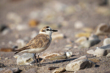 A male white-fronted plover (Anarhynchus marginatus) perfectly camouflaged among beach pebbles, Hermanus, Whale Coast, Overberg, Western Cape, South Africa. A coastal shorebird, in its natural habitat