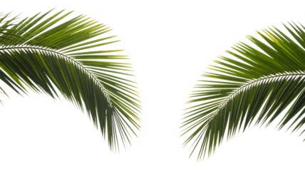 Two tropical palm leaves isolated on transparent background