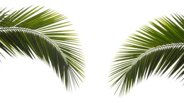 Two tropical palm leaves isolated on transparent background - Powered by Adobe