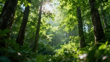 Obraz premium Powerful sunlight filters through the dense green canopy and tall brown tree trunks, illuminating the lush undergrowth in a warm summer woodland.