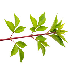 Vibrant Green Leaves on a Red Stem Isolated on White Background, Symbolizing Growth and Nature's Beauty