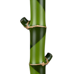 Green bamboo stalk with dark green stripes and nodes, a close-up studio shot showcasing the natural texture and segmented structure of the plant against a clean white background