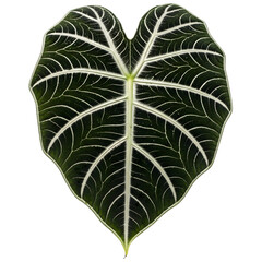 Elegant Alocasia Amazonica Elephant Ear Plant Leaf Showing Distinct Vein Patterns with Contrasting Dark Green and White Textures