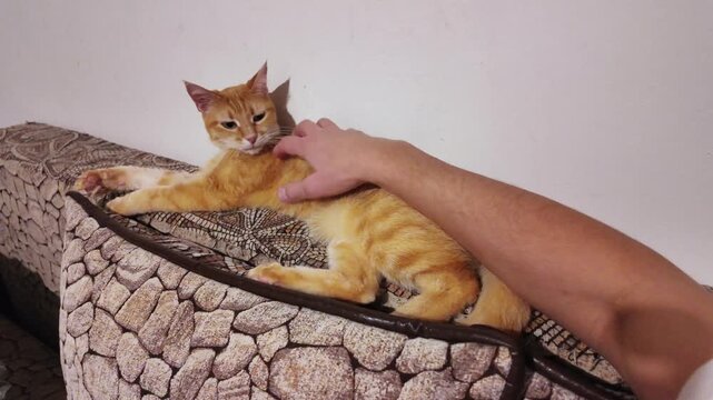 caucasian owner pets ginger cat on patterned cushion indoor living room; gentle strokes calm sleepy kitten, close contact showing bond and comfort; warm tones, soft fur texture, relaxed mood