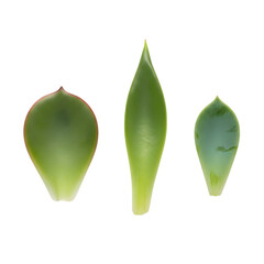 Vibrant green succulent leaves isolated on a white background, perfect for propagation, symbolizing new life. Highlights botanical growth, freshness, and delicate natural cycles in gardening
