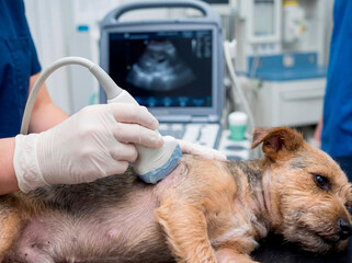 Closeup of a veterinarian performing an ultrasound on a small dogs chest, showing only hands and the probe. Soft clean clinical background, gentle lighting, calm professional atmosphere.