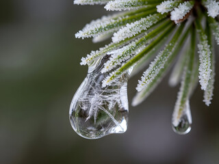 Frost covered pine needle with melting ice droplet