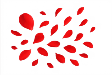 Red rose petals falling isolated transparent background