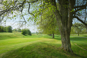 Countryside with grassland, wild flowers, and mature trees. Beverley, UK.
