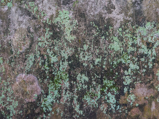 Close-up of a weathered stone or concrete surface with patches of green moss growing on it.